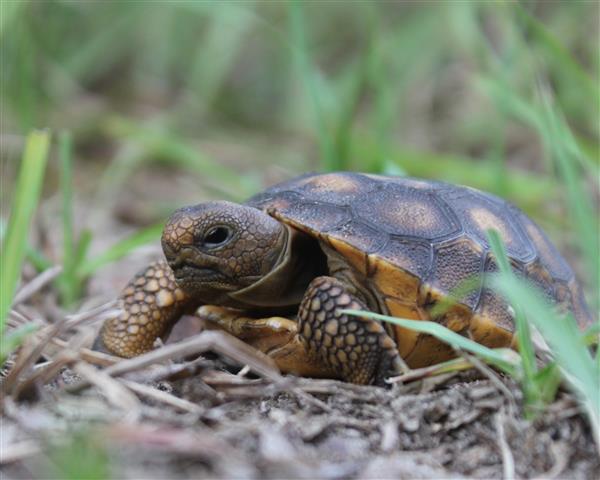 Gopher Tortoise hatchling